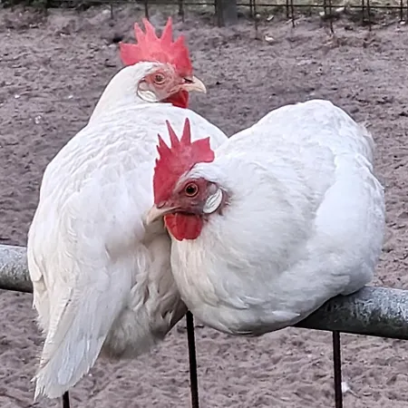 Ferienhof-stoerwiese Kapselhotel