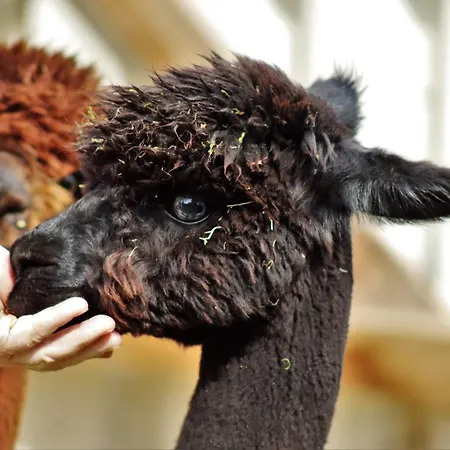 Ferienhof-stoerwiese Arpsdorf