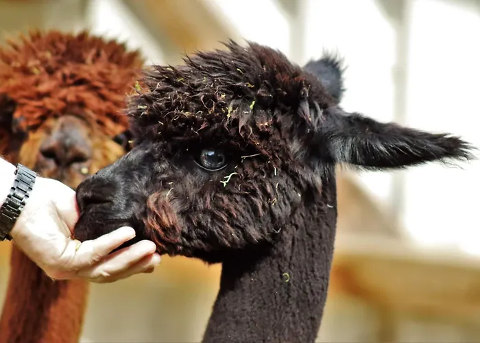 Ferienhof-stoerwiese Arpsdorf